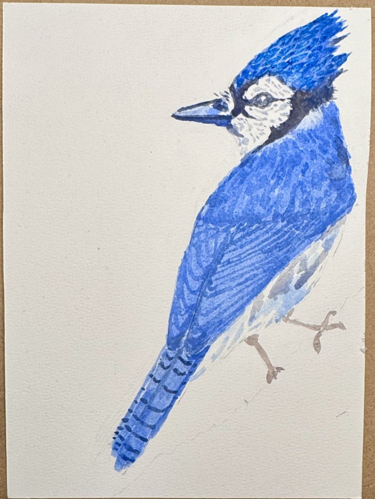 Gouache painting of a blue jay facing left, with a bright blue crest, patterned wings & a long striped tail on off-white paper.
