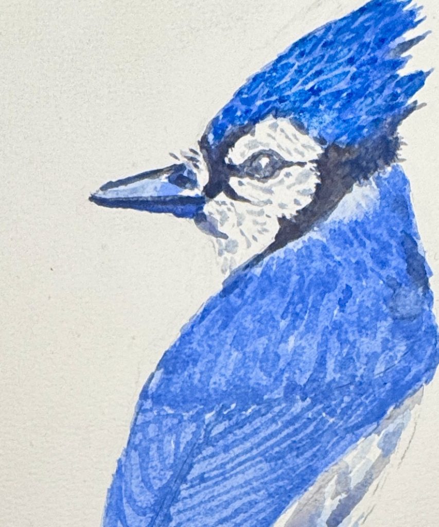 Close-up of the blue jay painting showing its blue crest, black facial markings & textured brushstrokes across its wing.