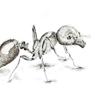Black ink drawing of an ant facing right, with bent legs, extended antennae & crosshatched shading across its body.