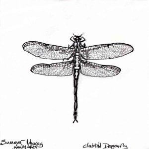 A hand detailed drawn illustration of a club-tail dragonfly in black ink
