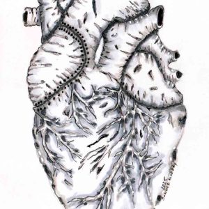 Black-and-white illustration of an anatomical heart resembling birch bark, with branching veins, dark bark markings & a curved stitched seam.